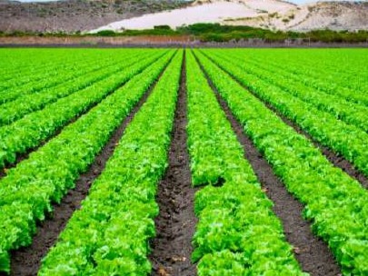 Agricultural Irrigation